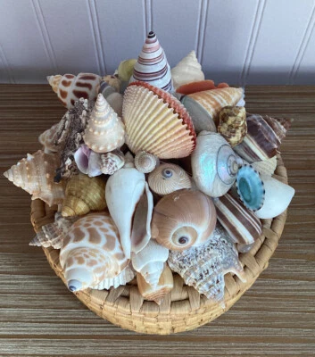 $12.99 • Buy Vintage 4  Rattan Drink Coasters~Woven Wicker With Sea Shell Decorated Lid
