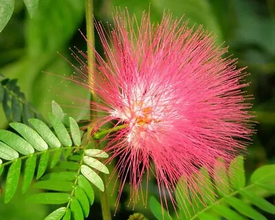 Albizia Saman | Five Oclock Rain Tree | Monkeypod | Mimosa | 5_Seeds • £9.60
