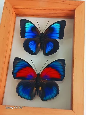 2 Real Butterflies Framed  Mounted Double Glass Hybrid Butterflies.  • $115