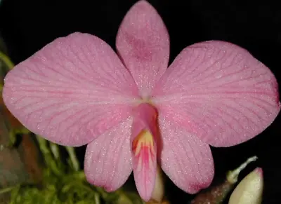 Sophronitis Wittigiana - Large Pink Flowers On A Brazilian Mini • $60