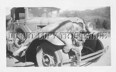 ANTIQUE HUNTING REPRODUCTION 8 X 10 PHOTOGRAPH HUGE COUGAR ON PICK UP TRUCK • $11.99