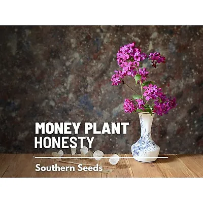 Money Plant (Honesty) - 20 Seeds - Heirloom Flower - Symbol Of Prosperity And Ab • $1.95