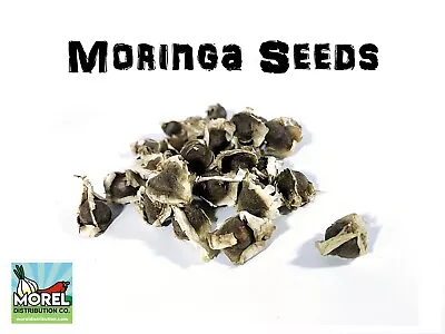 Moringa Oleifera Seeds (Semillas Moringa) WT: 1oz-3oz-5oz-10oz! • $17.85