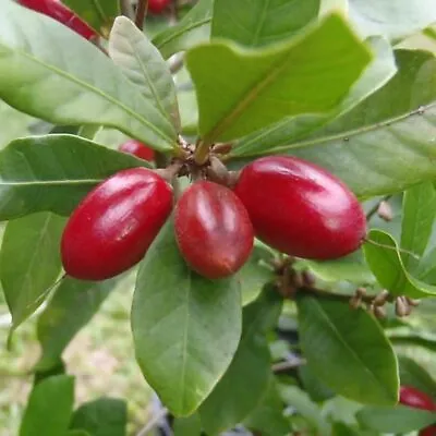 Miracle Fruit Seeds Synsepalum Dulcificum Packet Of 3 Seeds • $16.73