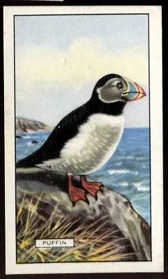 Tobacco Card Gallaher BRITISH BIRDS 1937 Puffin #47 • £2