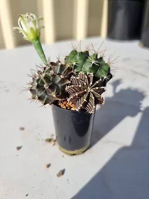 Beautiful Colour Gymnocalycium Crested Parents Mix X 3 Rare Cactus Succulent #13 • $44.99