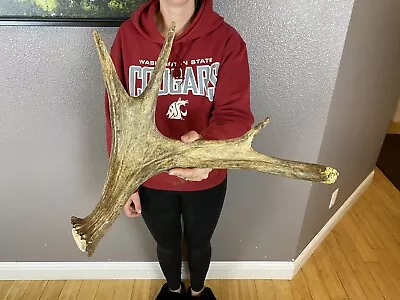 SHIRAS Moose Shed Antler HORNS Taxidermy Skull Mount Carving Wild IDAHO Small. • $69.99