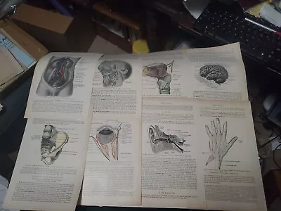 Lot Of 8 Vintage Medical Prints 1930s Color Anatomy Lot 16 • $10