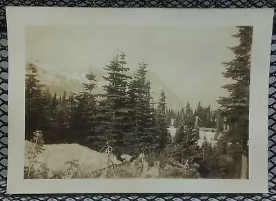 1930's Snowy Mountain Through Trees Antique Vintage Photo Washington Mt Rainier • $7.87
