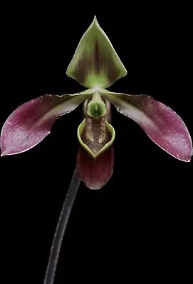 Orchid Paphiopedilum Appletonianum X Saint Swithin- Slipper - Paph- Seedling • $40