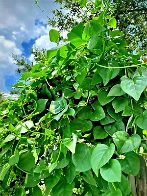 50 Organic Malabar GREEN Stem Spinach   Vietnamese Spinach Seeds • $3.25