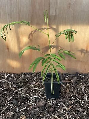 Persian Silk Tree - Albizia Julibrissin Tree Sapling 🇬🇧 UK Grown - 20/40cm • £14.98