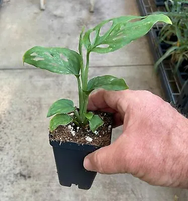 Monstera Adansonii - 'Swiss Cheese Plant' • $6.99