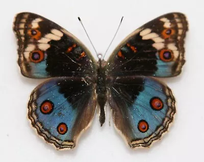 Butterfly X1 Female Junonia Orithya Madagascariensis (Ghana) • $4.42