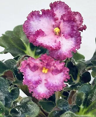 African Violet BR- Kupets .semi Miniature. Small Starter Plant . Girl Foliage. • $16.99