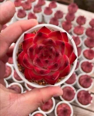 Fire Pillar 4cm Diameter  Echeveria Pulidonis X Agavoides Echeveria Succulent • $10