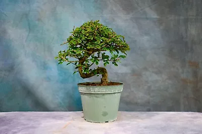 CHINESE ELM Pre-Bonsai Tree! Curved Trunk! Cold Hardy! Great Shohin Material! • $35