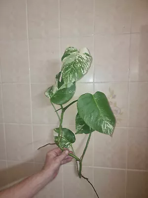 Variegated Monstera Albo Cutting • $20.50