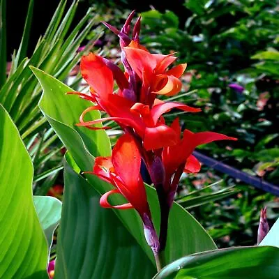 15 Red Canna Indica Seeds India Shot Flower Seed Canna Lily Garden Flowers • $4.06