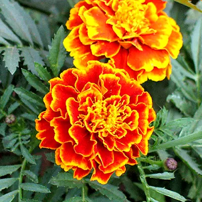 250+ Marigold French Sparky Mix Seeds | Non-GMO | Heirloom Fresh Garden 2023 • $2.69