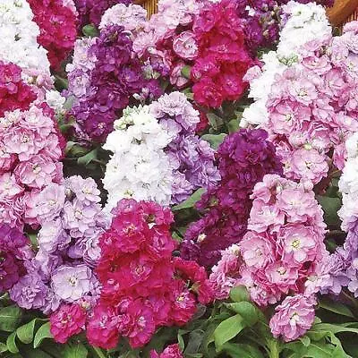 Stock Ten Weeks Mixed Seeds Grow Your Own Flowers Borders Simply Garden • £2.49