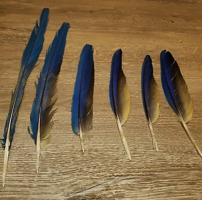 Blue And Gold Macaw Feathers Fishing Lures Hats Jewelry Craft • $19.99