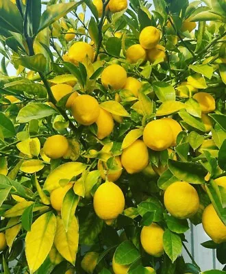 25 Organic Meyer Lemon Seeds|USA|Texas|High Germination Rate  • $7