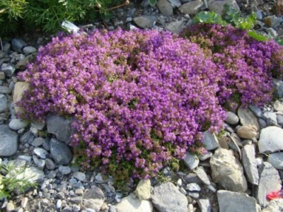 £2.49 • Buy 200pcs Creeping Thyme Seeds