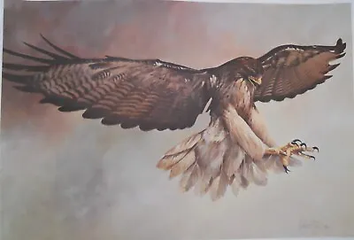 New Limited Edition Print  Fateful Moment  Hawk In Flight By Morten E. Solberg • $59