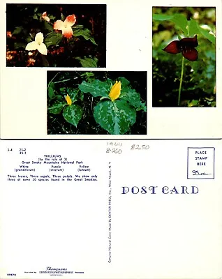 Tennessee(TN) Smoky Mountains National Park Trillium Flowers Vintage Postcard • $9.89