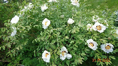 Paeonia Rockii/ Tree Peony White Flowers 20 Fresh Seeds • £7.60