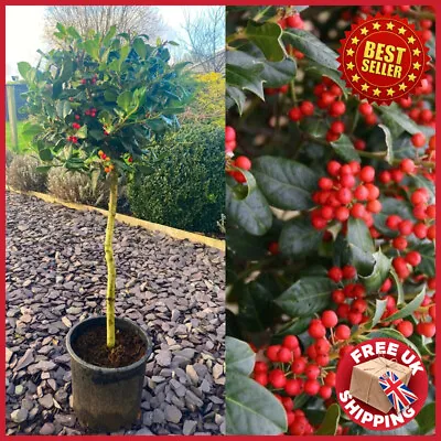 4 - 5 Ft Tall Lollipop Holly Berry Tree Large Standard Ilex Blue Maid Red Berry • £164.98