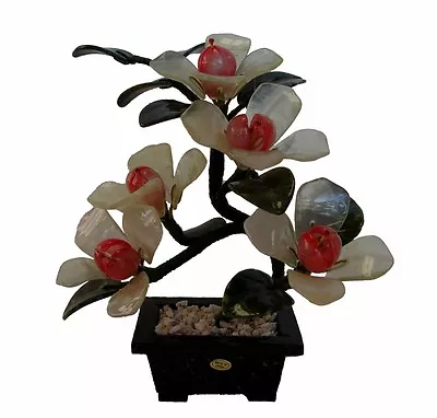 Chinese Jade Michelia Figo Flower Plant • $49.99