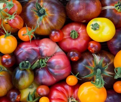 Rainbow Beefsteak Tomato Seeds | Heirloom | Non-GMO | Fresh Garden Seeds • $192