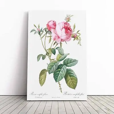 £22.95 • Buy Pink Cabbage Roses In Bloom Pierre-Joseph Redoute Canvas Wall Art Print Picture