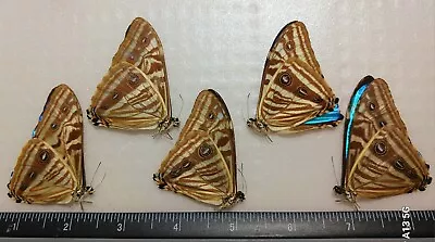 Morpho Zephyritis Lot Of 5 A- Unmounted Wings Closed From-peru  • $59.99