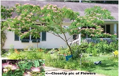 Mimosa Tree Grows Wild Sweet Smelling Flowered Blooms Over 10 + Seeds USA Seller • $2.99