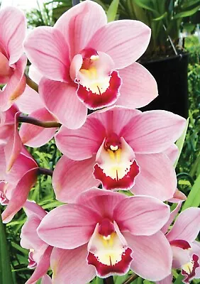 $24.95 • Buy Cymbidium Orchid Great Size Seedling Of Lancashire Khan Elizabeth 