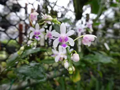 Phalaenopsis Kingidium Deliciosum Miniature Fragrant Orchid Plant CITES PHYTO • $39