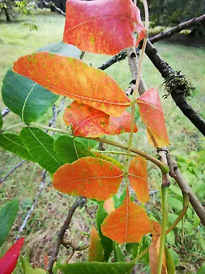 RHUS PUNJABENSIS Punjab Sumac Rare Hardy Tree Autumn Colours 15-20cm • £8.90