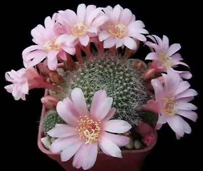 Cactus - Rebutia Kariusiana - 10 Seeds • £1.95