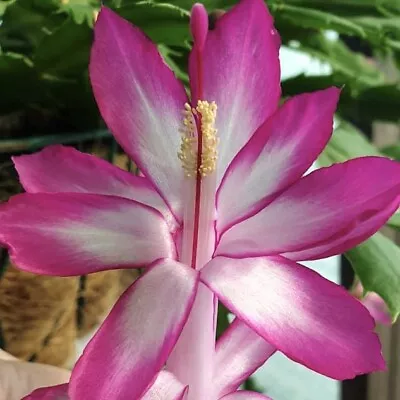 2x Millie Zygo Cactus Schlumbergera Cutting • $9.80