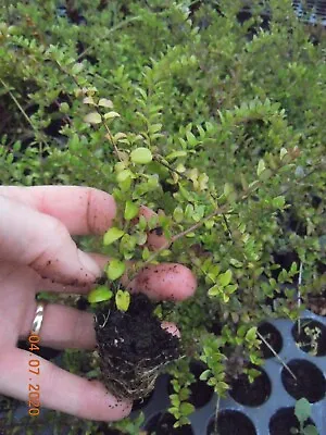 £10 • Buy 10 X Lonicera Nitida Green PLUG Plants Evergreen Hardy Shrub Box Honeysuckle