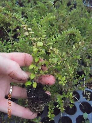 £10 • Buy 10 X Lonicera Nitida Green PLUG Plants Evergreen Hardy Shrub Box Honeysuckle