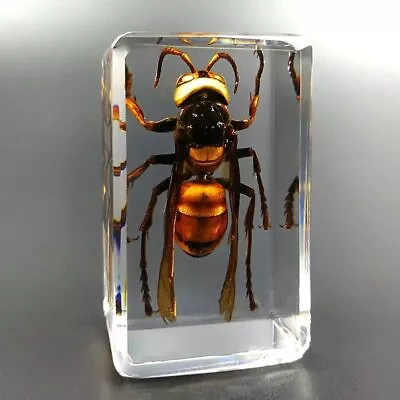 Insect Resin Real Asian Giant Hornet Insect Paperweight Taxidermy Specimen • £28.39