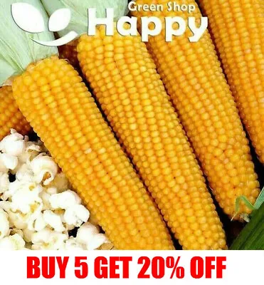 £1.19 • Buy Heirloom Vegetable Corn - Popping Corn - 30 Seeds - Zea Mays - Popcorn Plant