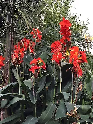 Canna Indica Cannalily 10seeds Vivid Orange Rare  Copicana Variety. Easy To Grow • $12