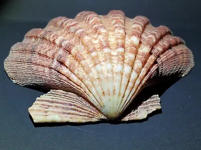 Nodipecten Subnodosus LIONS PAW SCALLOP SHELL 5IN. Beautifully Colored • $35