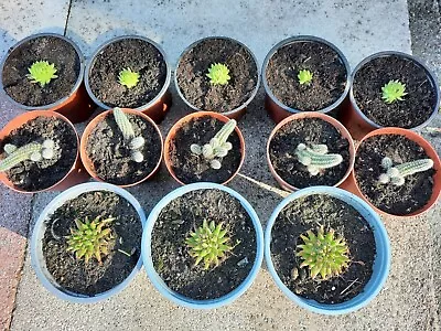 Hardy Alpine Sempervivum Jovibarba Three Succulent Plant • £3.99