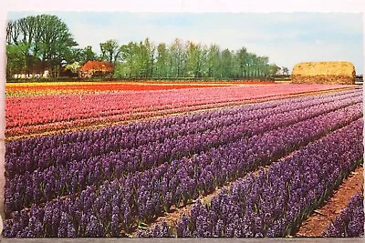 Netherlands Holland Flower Farm Field Postcard Old Vintage Card View Standard PC • $0.50